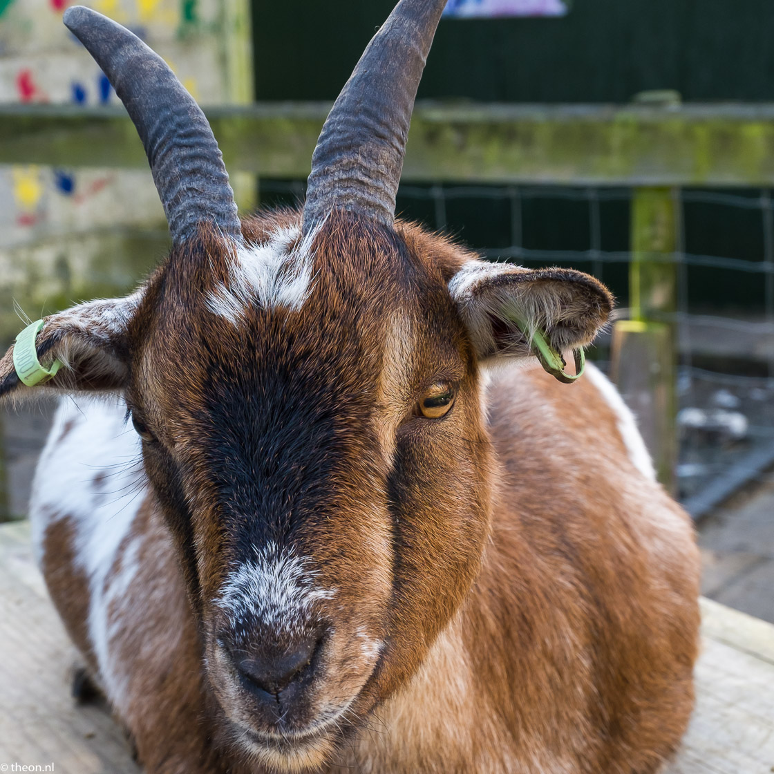 Knuffelweide Amerongen geitje (1)